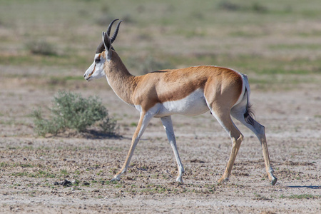 springbok antelope有袋动物