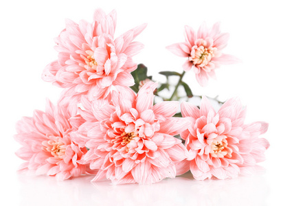 孤立的白色衬底上的粉红色菊花
