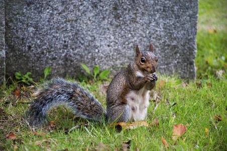 一只灰松鼠在秋季公园吃栗子