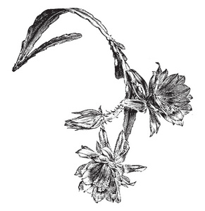 这是一张照片, 它也被称为仙人掌。这个植物的分支主要是向下, 复古线图画或雕刻例证