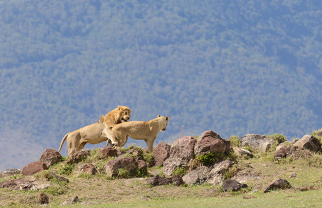 狮子自豪感特写 科学名字 虎狮子座或 辛巴在 Swaheli 在塔兰吉雷, 曼雅湖, Ngorogoro 国家公园, 坦