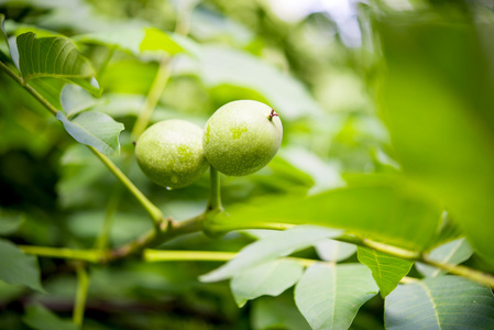 绿色核桃种植