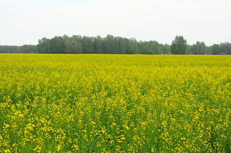 乡村景观。在哈萨克斯坦的黄色油菜田