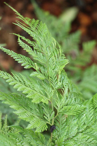 蕨类植物在花园里是美丽的自然