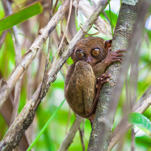 在这棵树在天然环境中在菲律宾保和岛上的小可爱眼镜猴