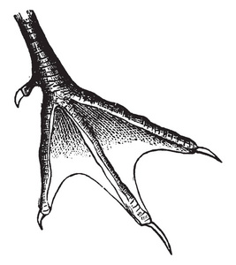切开的鸥的蹼脚, 实际上减少到 semipalmation, 复古线条画或雕刻插图