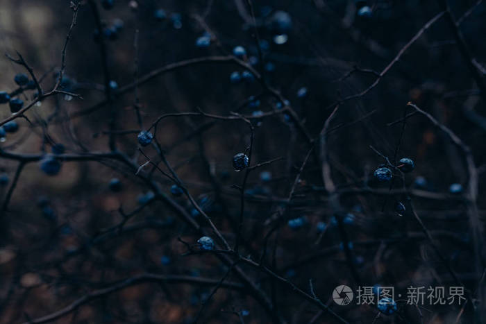 一丛黑色的荆棘夜晚有浆果黑暗恐怖背景