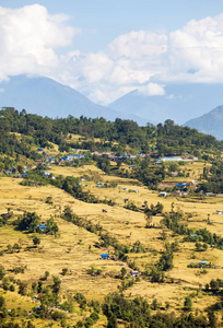 尼泊尔喜马拉雅山的金色梯田米或稻田