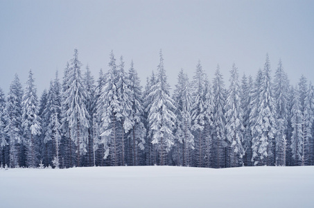 冬季风景与森林