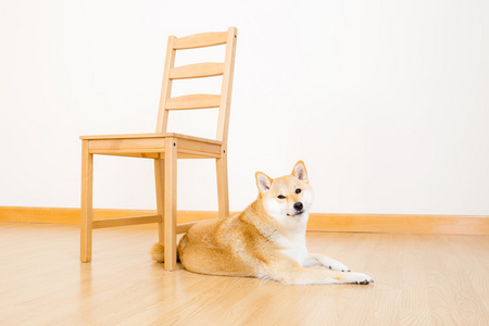 shiba inu 在家