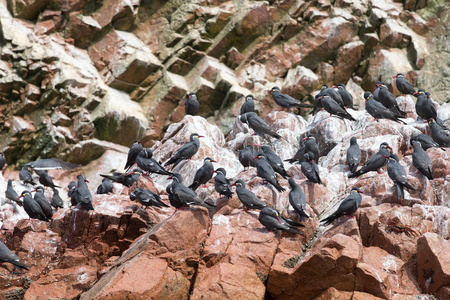 海鸟在洞口的 Ballestas 岛, 自然公园。秘鲁