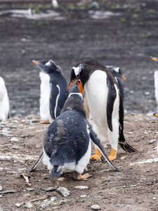 巴布亚企鹅, Pygoscelis 巴布亚, 喂小鸡, 在海狮岛, 福克兰群岛马尔维纳斯
