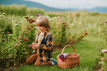 可爱的小男孩在秋季花园工作, 孩子照顾丰富多彩的菊花, 园丁孩子享受温暖和阳光明媚的一天外