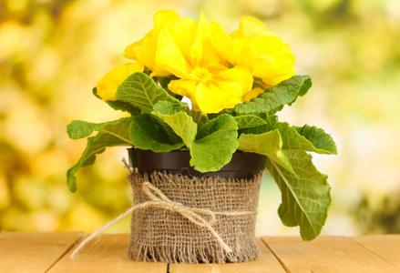 美丽的黄报春在绿色背景上的木桌上的花盆
