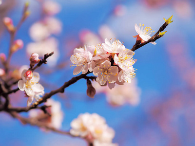 杏花粉红春花