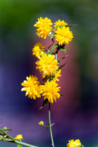 在阳光明媚的日子, 春天有黄色花瓣的菊花花