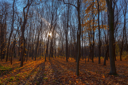 秋季 trees.fall