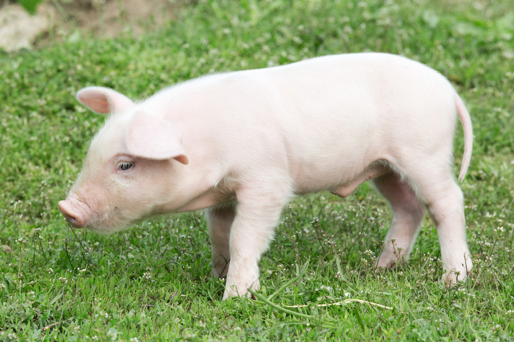 恶搞之家第四季