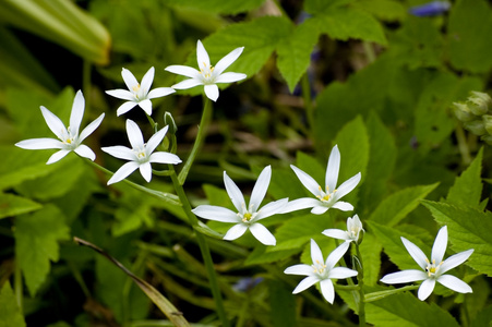 鲜花灿烂阳光灿烂的夏天一天