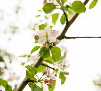 盛开的苹果树, 美丽的特写花