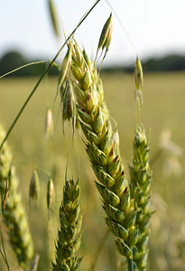 燕麦在外地的增长