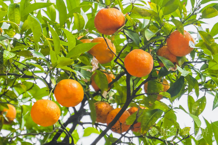 成熟的橙子水果在树上, 特写