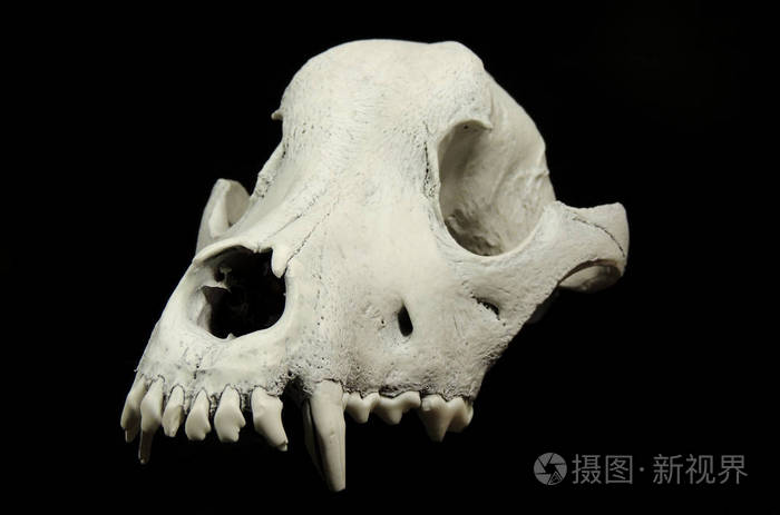 无下颌的狗头骨黑色背景前视图