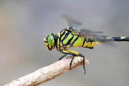 在日本的蜻蜓金 flangetail sinictinogomphus 棒形