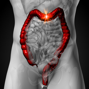 结肠大肠男性解剖人体器官 x 射线视图