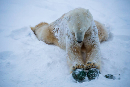 白熊玩雪