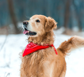 友好活跃猎犬的雪