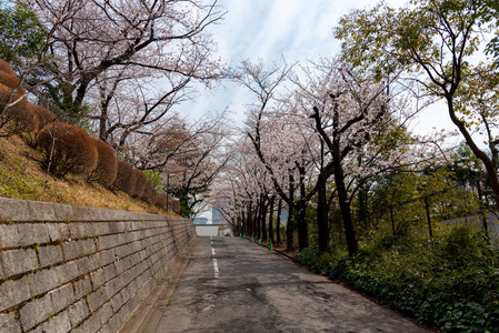 东京塔和樱花樱花在春天的季节在日本东京