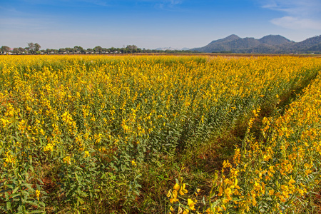 在泰国的 sunhemp 字段柽