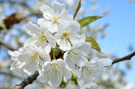 白色的花在春天的树的树枝上
