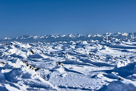 雪覆盖山区云杉在冬天在波兰 Beskidy