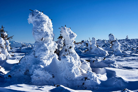 雪覆盖山区云杉在冬天在波兰 Beskidy