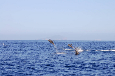 跳跃海豚加拉帕戈斯厄瓜多尔