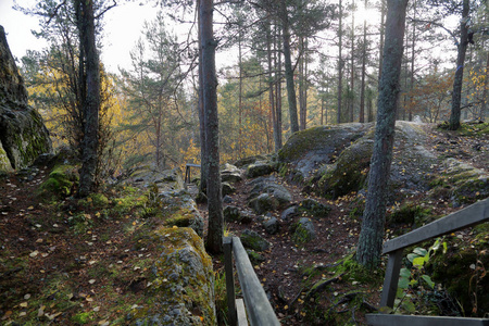 俄罗斯初秋美丽的任然森林景观