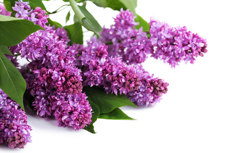 美丽的紫丁香花上白色隔离