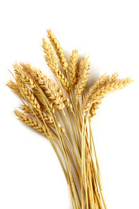 茎梗的小麦的耳朵