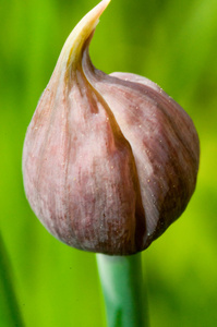 韭菜种植在花园里