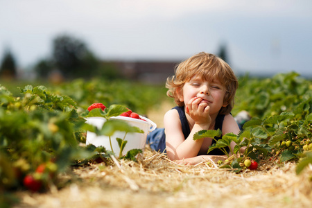 领料和草莓园吃草莓的小男孩
