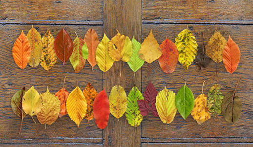 秋叶五颜六色的纹理。木背景的秋叶