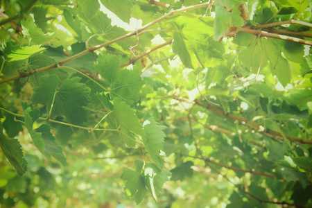 葡萄园风景与成熟的葡萄在太阳光