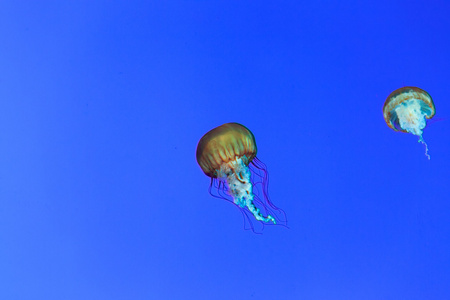 在水族馆  水母