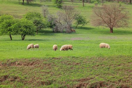 在绿色的草地绵羊