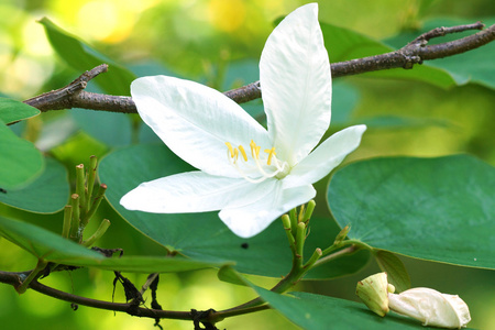 雪兰花树