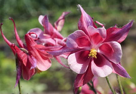 aquilegia。在花园里美丽的花朵