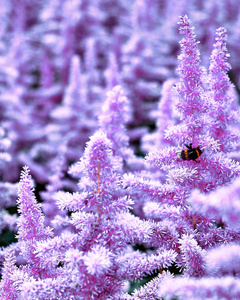 美丽的花丛 Astilbe 与蓬松的粉红色圆锥花序和一只黄蜂在花, 良好的背景