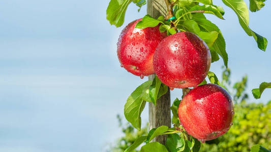 苹果果园和蓝天背景下的红苹果特写。种植工业苹果园的概念